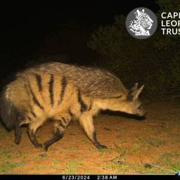 Aardwolf